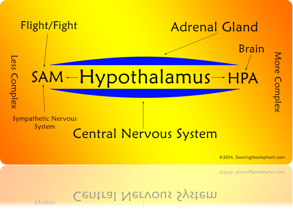 Stress Reaction 2